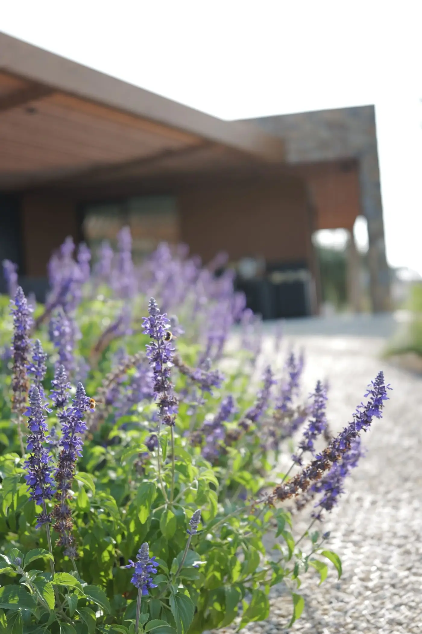 Lavanda in fiore davanti alla pergola in legno